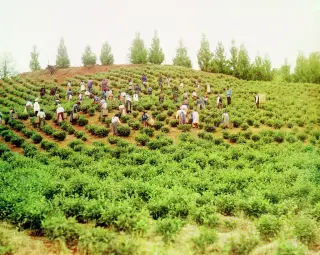 Recolectoras de té en Chakva