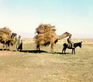 Caravana de camellos