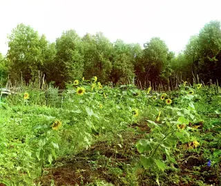 Girasoles
