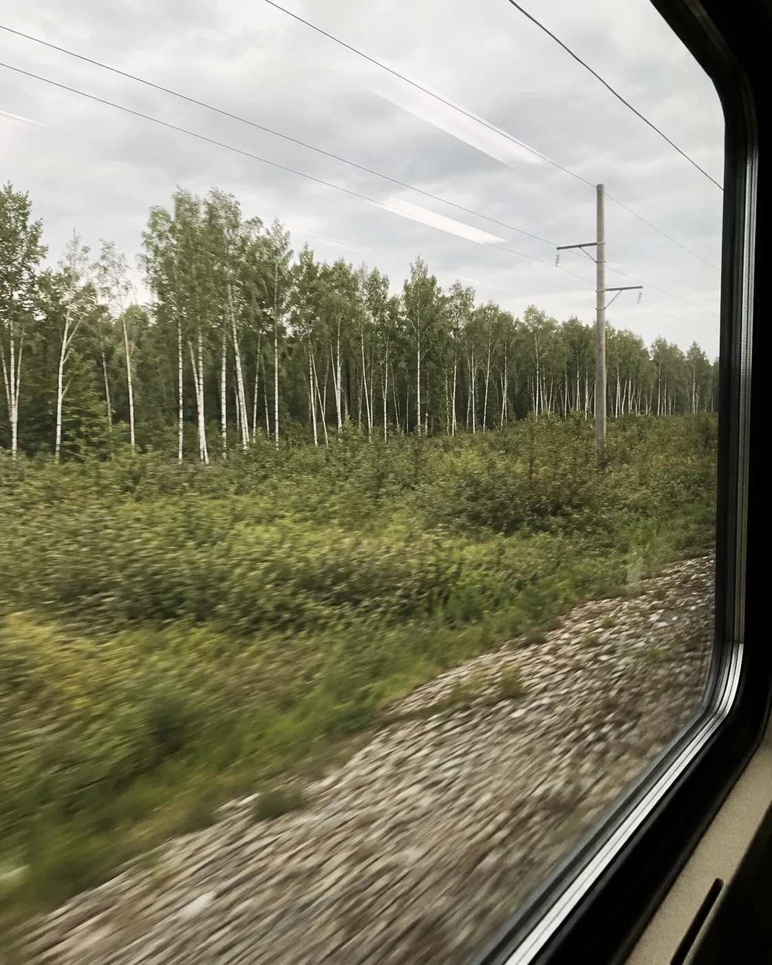 bosque de abedules de Siberia visto desde una ventanilla ferroviaria en movimiento
