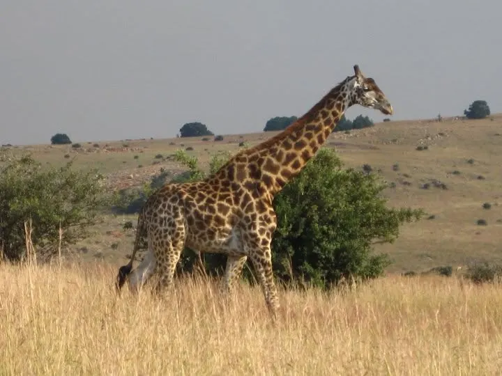 Jirafa entre pastos en una reserva de Sudáfrica