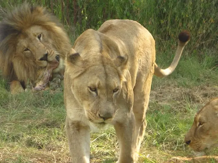 Grupo de leones observado durante un safari en Sudáfrica