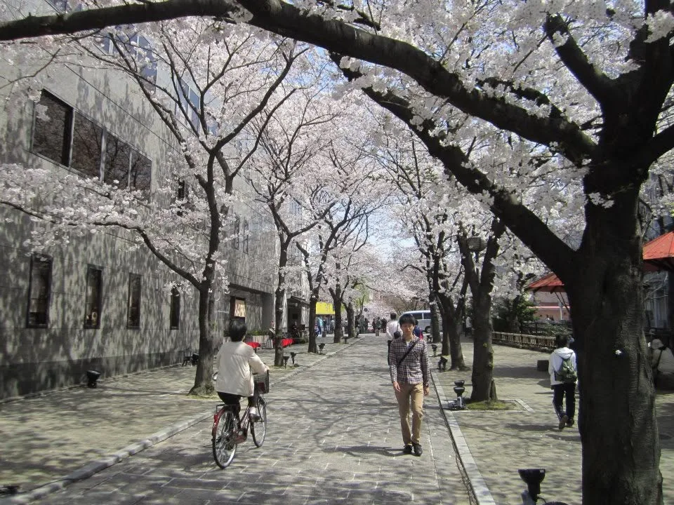 Calle arbolada con cerezos en flor y bicicletas en Japón