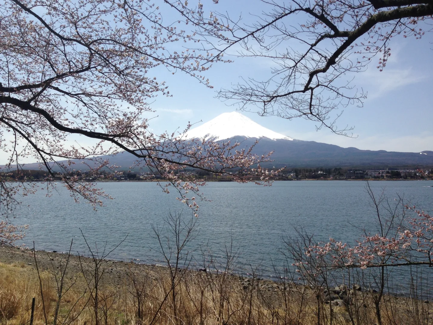 Monte Fuji nevado tras el lago Kawaguchi, enmarcado por ramas de cerezo en flor