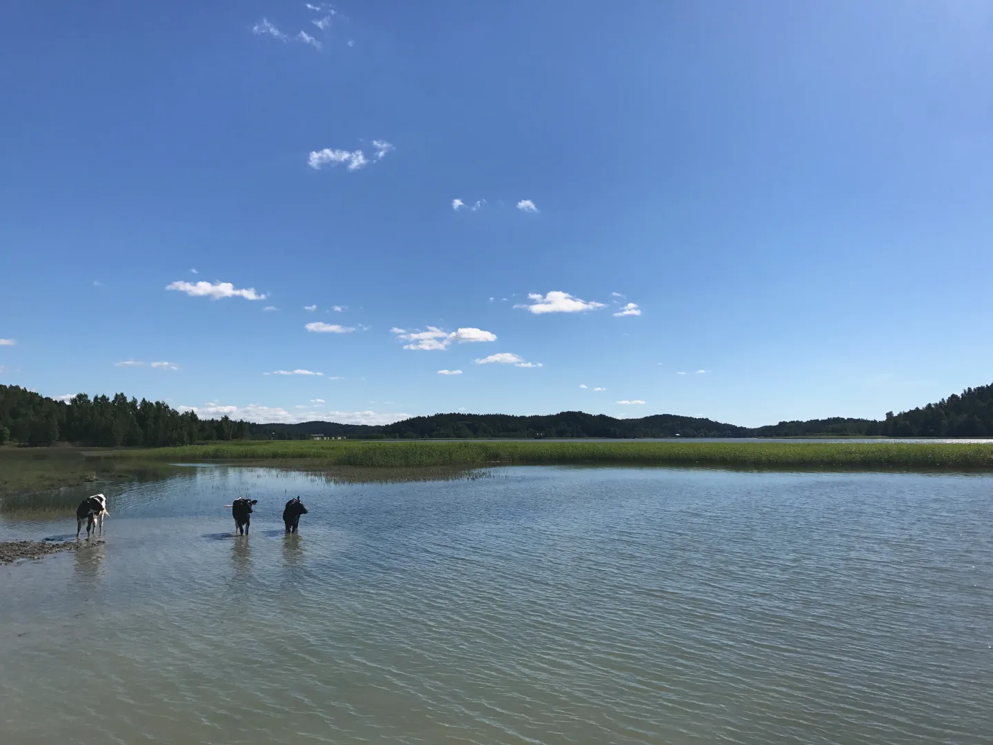 Ganado en la orilla de un lago rodeado de bosque en Finlandia