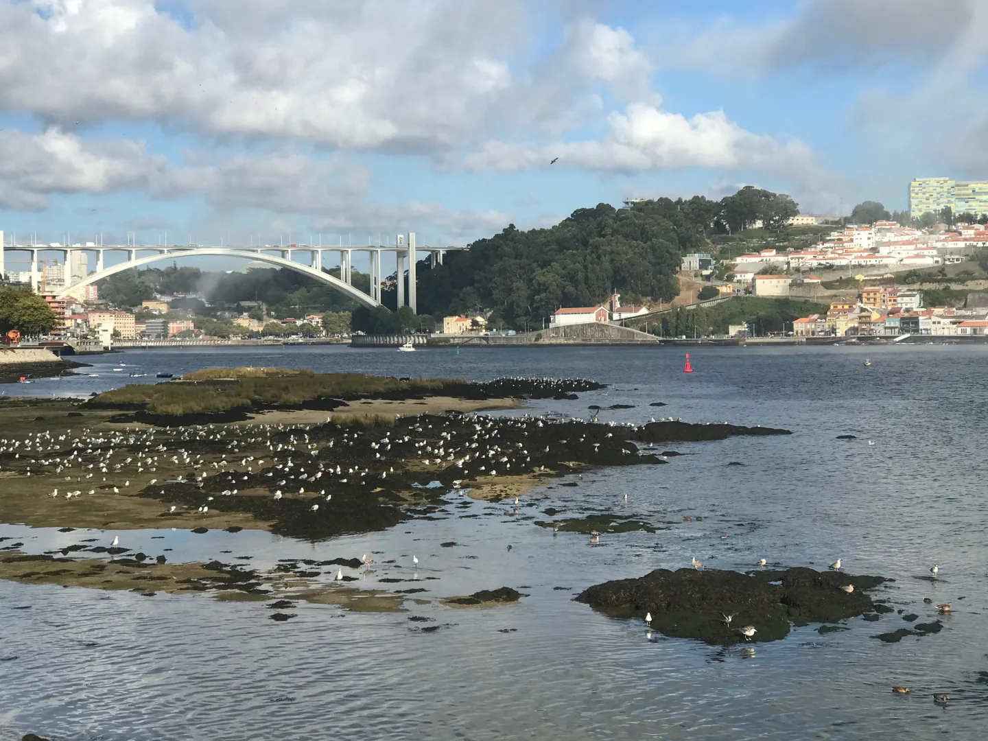 Tramo bajo del Duero con el puente de Arrábida y aves sobre las rocas